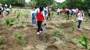 trong cay 2.JPG - 