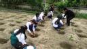trong cay 4.JPG - 